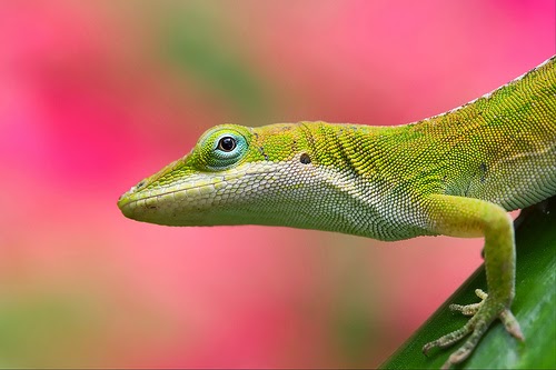 25 Gambar luar biasa Hewan  Reptil  Kadal Ular Buaya 