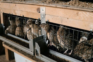 https://www.ayoternak.com/2021/01/pakan-burung-puyuh-biar-cepat-bertelur.html