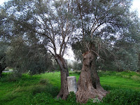 Olive tree at Gortys