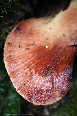 Langue de bœuf, fistuline hépatique (fistulina hepatica), plus avancée