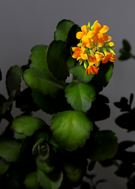 Kalanchoe Flowers. Nikon D90 w/ AF-S MICRO Nikkor 105mm 1:2.8G ED Photo-edited using Paintshop Pro X4 Ultimate.  