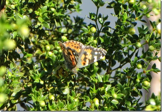 Creosote Plant with Butterfly (and bees!)