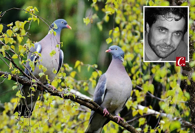 ambiente de leitura carlos romero celio furtado conto amor proibido magia passaros jura de amor premonicao