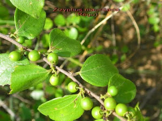 బదరీ పత్రం - రేగు ఆకు - badari patram - regu aku- vinayaka chavithi puja patri - puja vidhanamu images in telugu