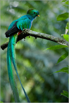 Quetzal-animales-raros-cola-larga