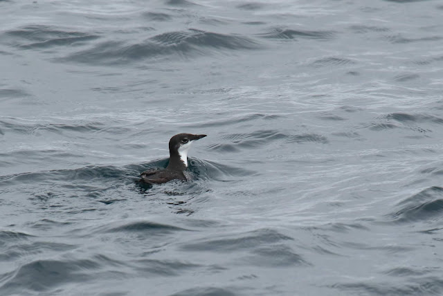 Scripps's Murrelet