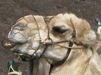 A camel