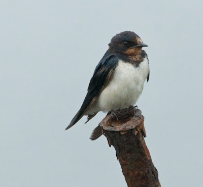 Barn Swallow (Hirundo rustica) 