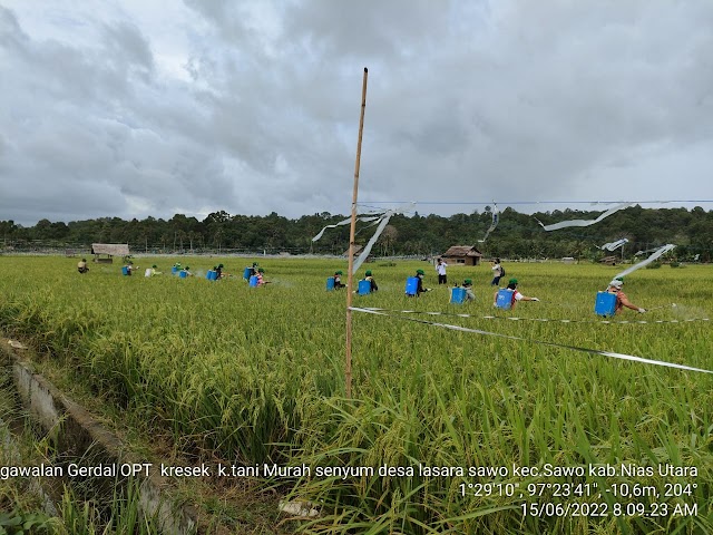 Aksi Gerdal Tim PTPH Sumut Selamatkan Tanaman Padi di Nias