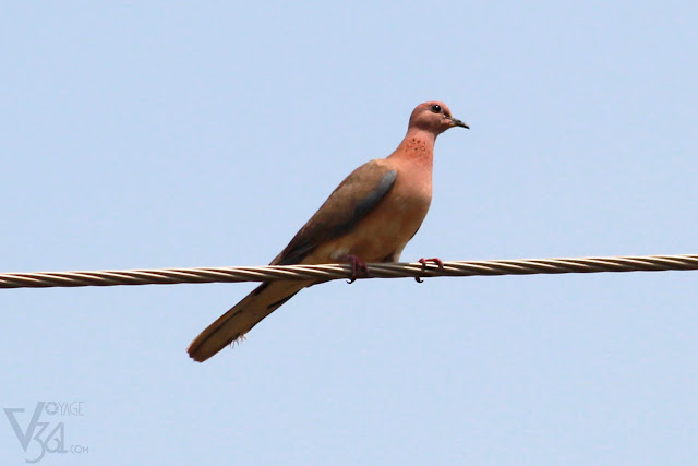 Laughing Dove