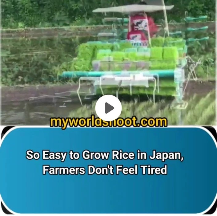 So-Easy-to-Grow-Rice-in-Japan-Farmers-Dont-Feel-Tired