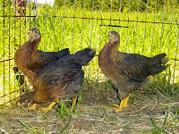 3 seven week pullets - Welsummers