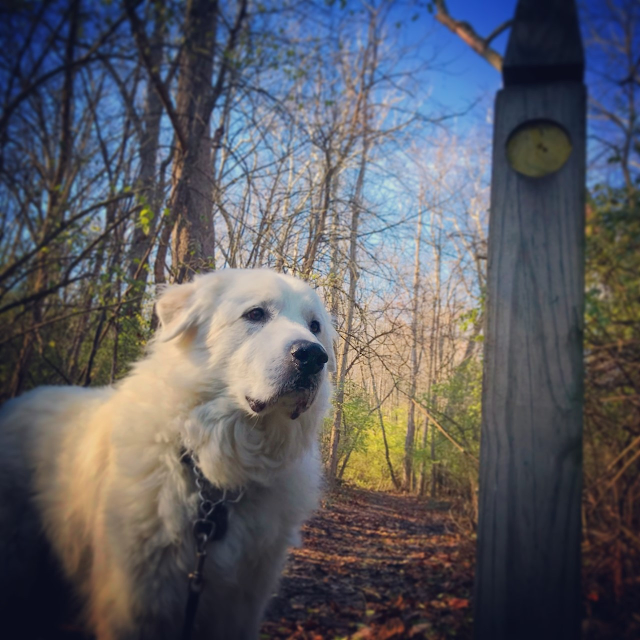 Paws for Reaction National Great Outdoors Month: Meet our featured pets enjoying the outdoors!