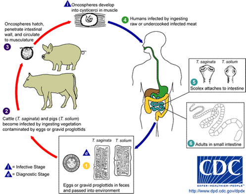 Ciclo de vida de las tenias humanas.