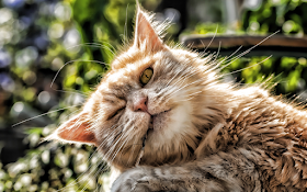 Persian cat