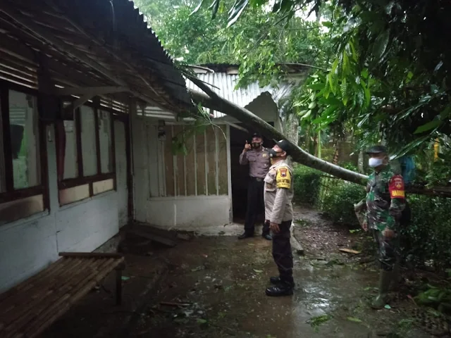 Akibat Hujan Dan Angin Satu Rumah Tertimpa Pohon Albasia