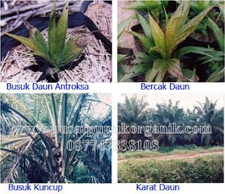 www.pusatpupukorganik.com cara pengendalian hama dan penyakit kelapa sawit