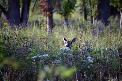 Deer in woods