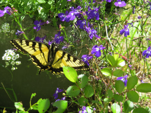 tiger swallowtail