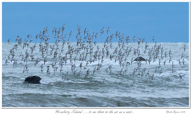 Gooseberry Island: ... to see them in the air as a unit...