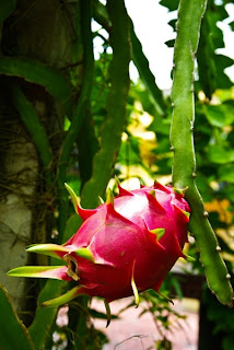 Cara Memanen Buah Naga dan Ciri Buah Siap Panen