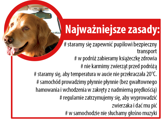 Jak przewozić psa