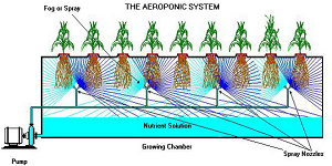 Aquaponics, ækwəˈpɒnɨks, pisciponics