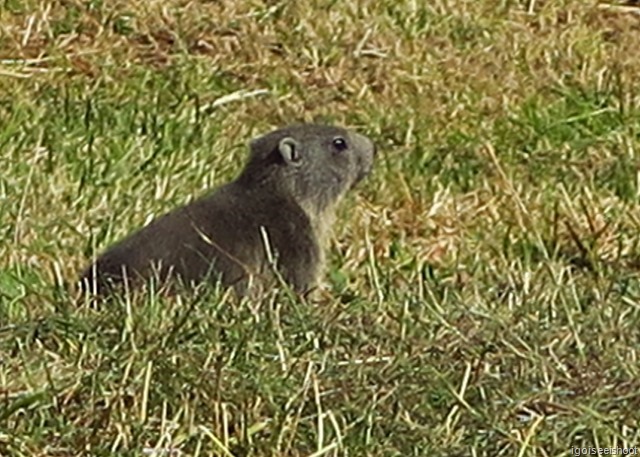 Zoomed in view of a marmot along the Gourmetweg.