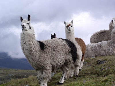 Llama facts and information