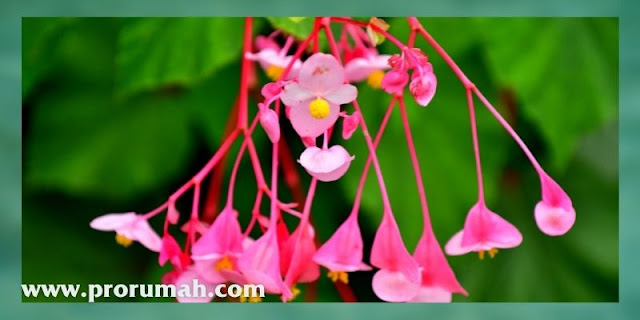 Hardy Begonia