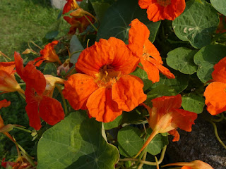 Capucine - Tropaeolum majus