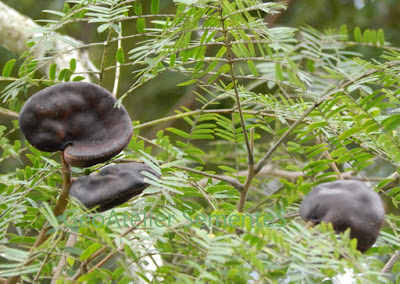 frutos da timbaúva (Enterolobium contorstisiliquum), orelha-de-macaco