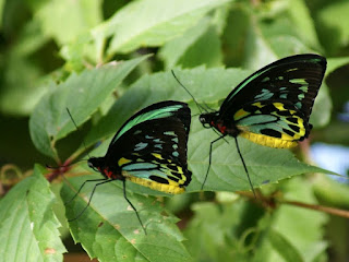 Ornithoptère de Cairns - Ornithoptera priamus - Troides priamus