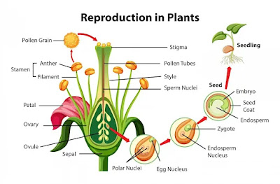 Mengenal Jenis-jenis Reproduksi Tumbuhan dan Penjelasannya