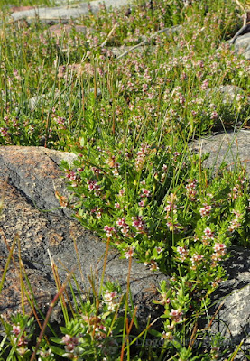 lingonberryhouse, midsummer, juhannus, kukat, nature