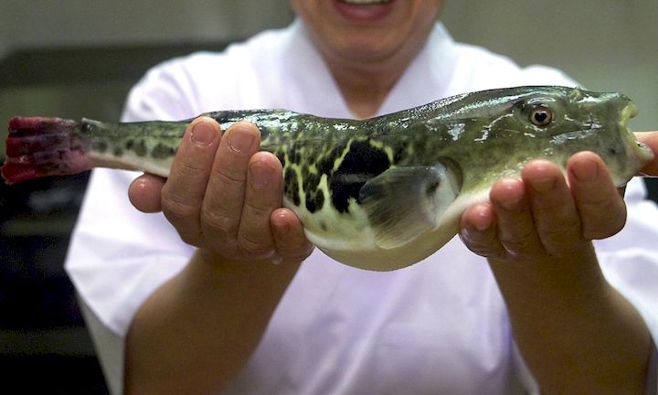 Ikan Fugu Yang Beracun