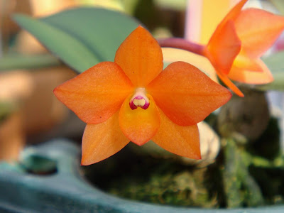Cattleya cernua orchid plant care and culture