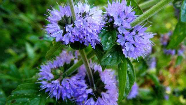 Pennyroyal