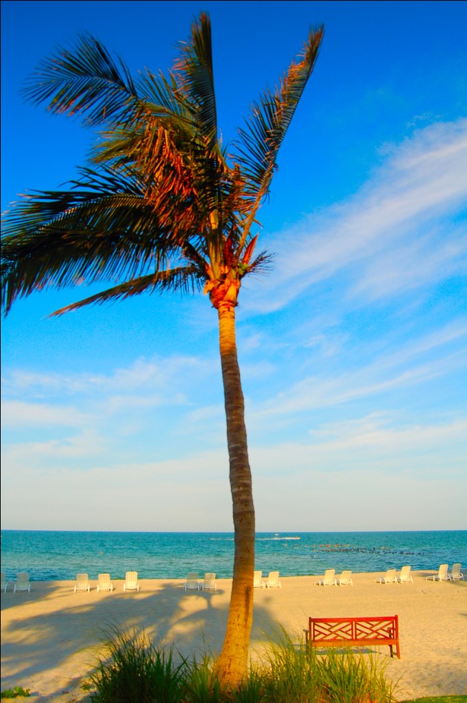 Which must be why the large-billed creatures like to float on the glassy, gentle waters that lap softly along Vanderbilt Beach in Naples, soaking in the