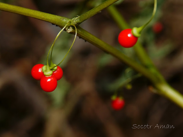 Tubocapsicum anomalum