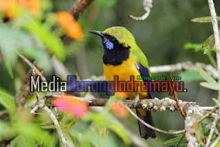 5 Jenis Burung Cucak Ijo paling Gacor dan Populer di Indonesia