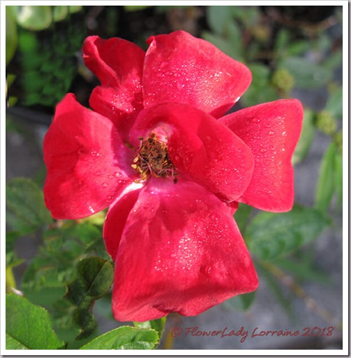 11-09-carpet-rose