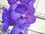 Vanda coerulea Orchid Flowers Pictures (vanda coerulea orchid flowers pictures )