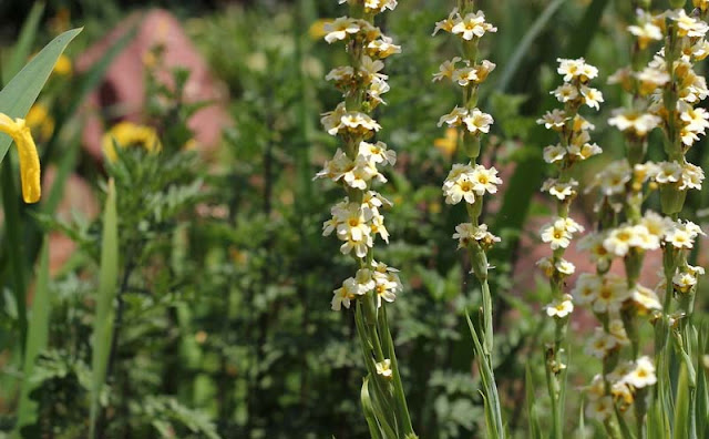 Sisyrinchium Striatum Flowers Pictures