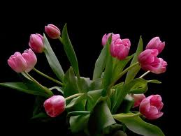  GAMBAR  BUNGA  BUNGA  TULIP 