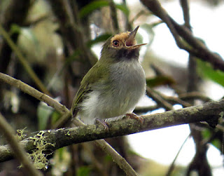 Black-throated Tody-Tyrant