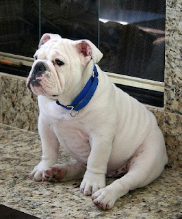 Perros Bulldog