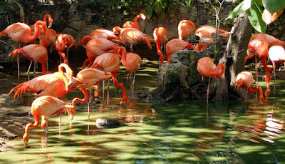 Flamingos grooming in lagoon at Ardastra Gardens.