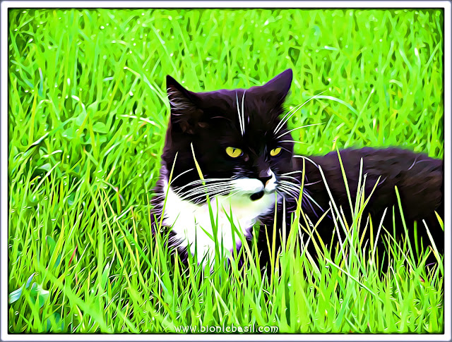 Angel Posie's Epic Outdoor Selfie ©BionicBasil® Caturday Art