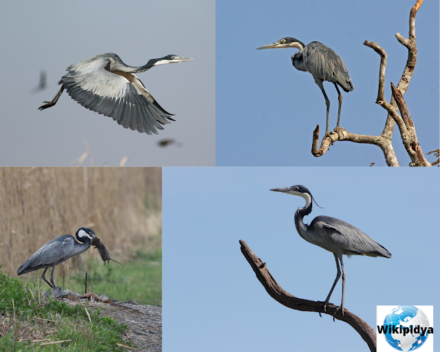 How Many Species Of Storks? The part four, The Little Bittern, The Great-billed Heron, The Javan pond heron, The White-necked heron, The Pied Heron, The Western Reef Heron, The Indian Pond Heron, The Black-headed Heron, The Black Bittern, and The White-faced Heron